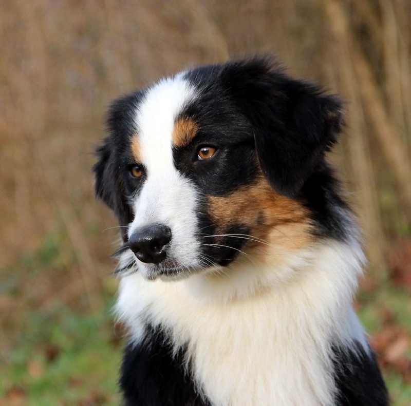 I am lolly black Du Paradis Sauvage De Menestruel