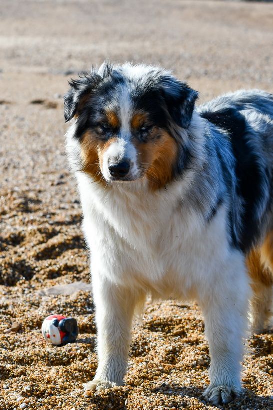 Pupki blue Du Paradis Sauvage De Menestruel