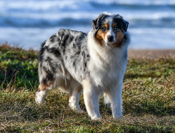 Pupki blue Du Paradis Sauvage De Menestruel