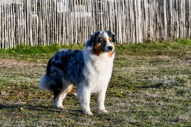 Pupki blue Du Paradis Sauvage De Menestruel