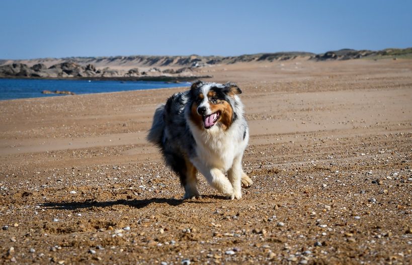 Pupki blue Du Paradis Sauvage De Menestruel