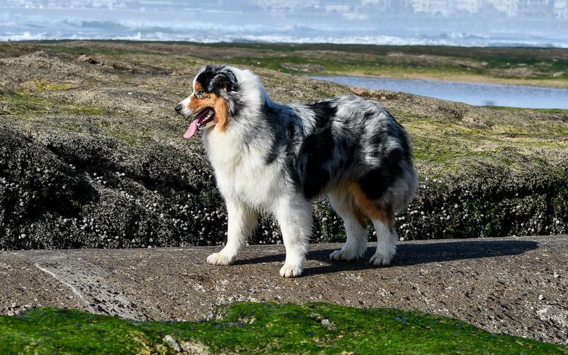 Pupki blue Du Paradis Sauvage De Menestruel