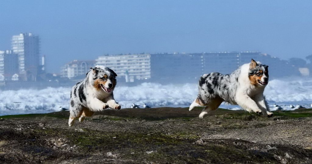 Pupki blue Du Paradis Sauvage De Menestruel