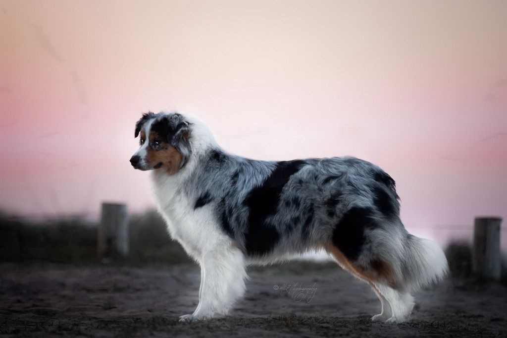 Pupki blue Du Paradis Sauvage De Menestruel