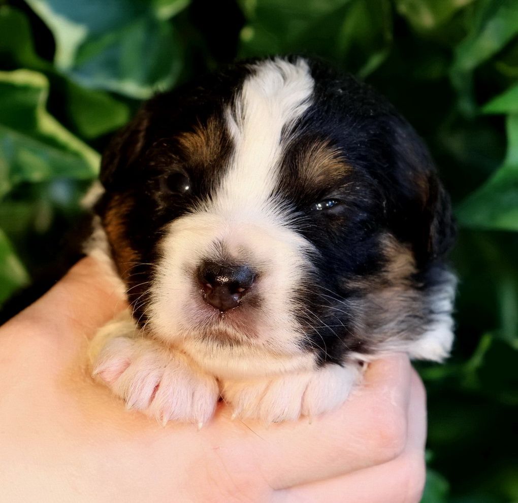 chiot Berger Australien Du Paradis Sauvage De Menestruel