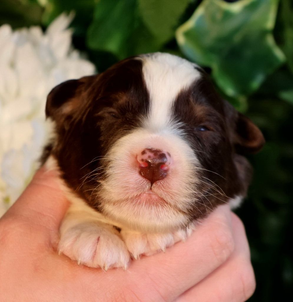 chiot Berger Australien Du Paradis Sauvage De Menestruel