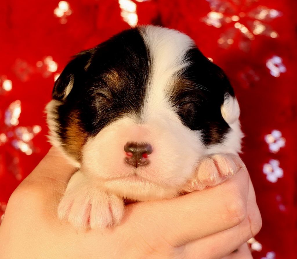 chiot Berger Australien Du Paradis Sauvage De Menestruel