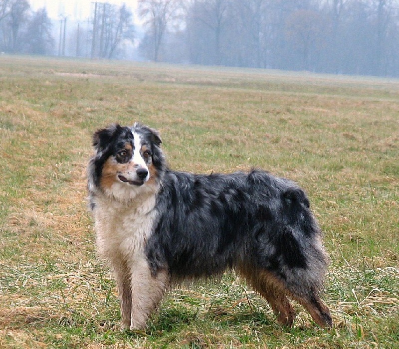 Softly  blue Du Paradis Sauvage De Menestruel