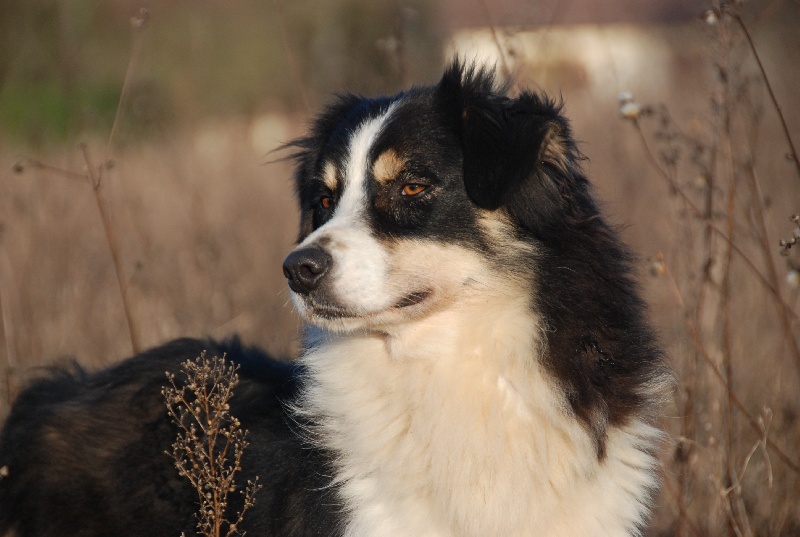 Bossa nova black Du Paradis Sauvage De Menestruel