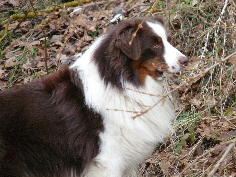 Brown and famous Du Paradis Sauvage De Menestruel