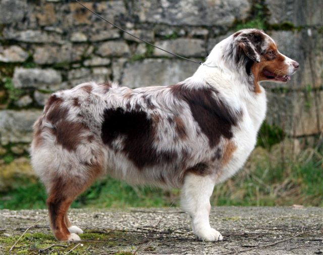 CH. Until red Du Paradis Sauvage De Menestruel