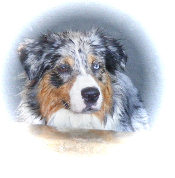 Crispy blue Du Paradis Sauvage De Menestruel