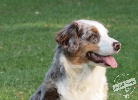 Clochette red Du Paradis Sauvage De Menestruel
