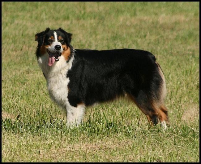 Cyrène black Du Paradis Sauvage De Menestruel