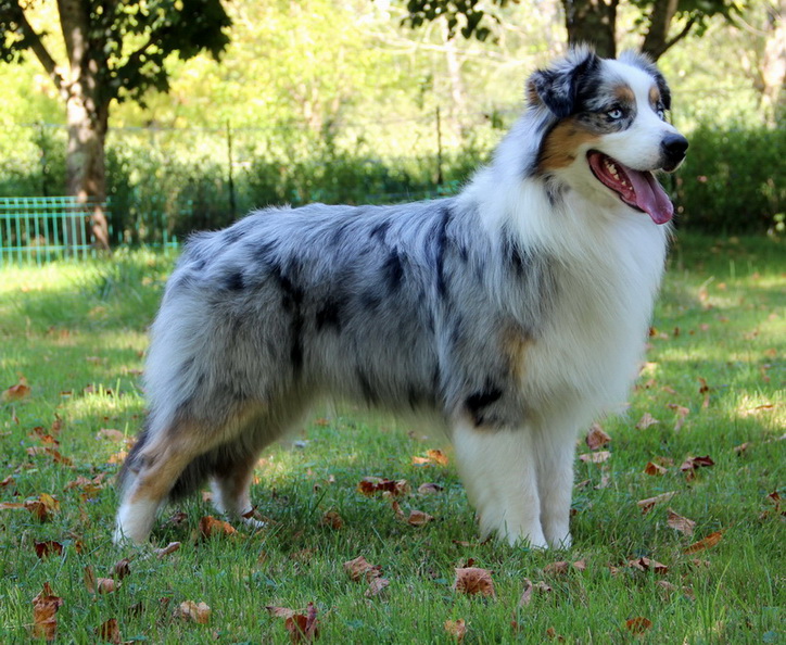 I am sir blue Du Paradis Sauvage De Menestruel