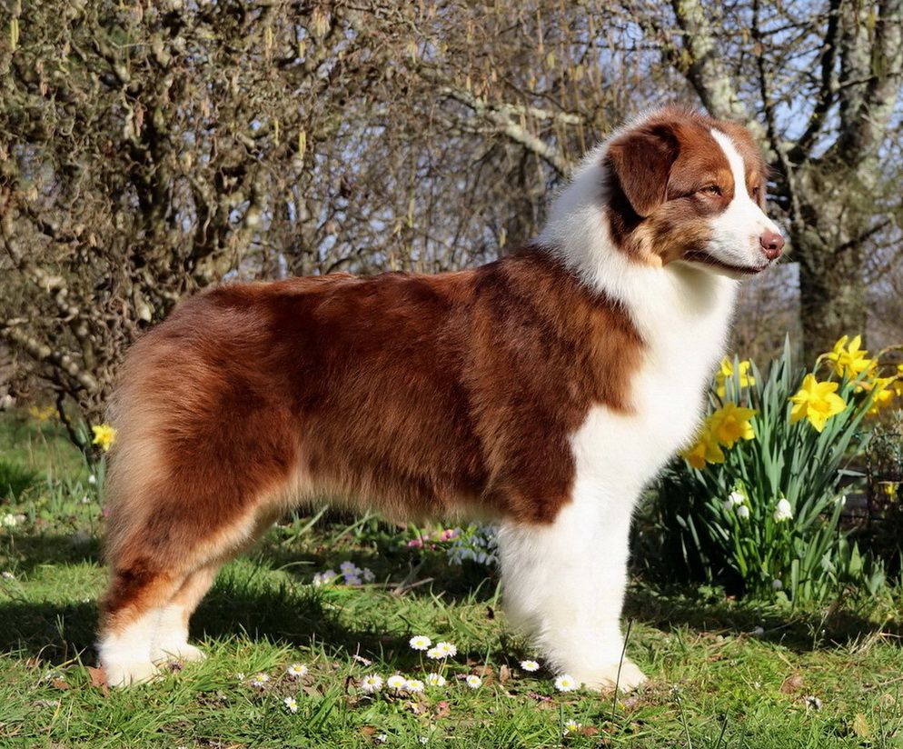 CH. Pink lady du Duncallipsy