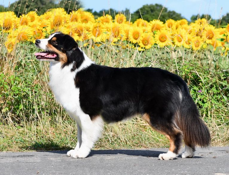 Tyka black Du Paradis Sauvage De Menestruel