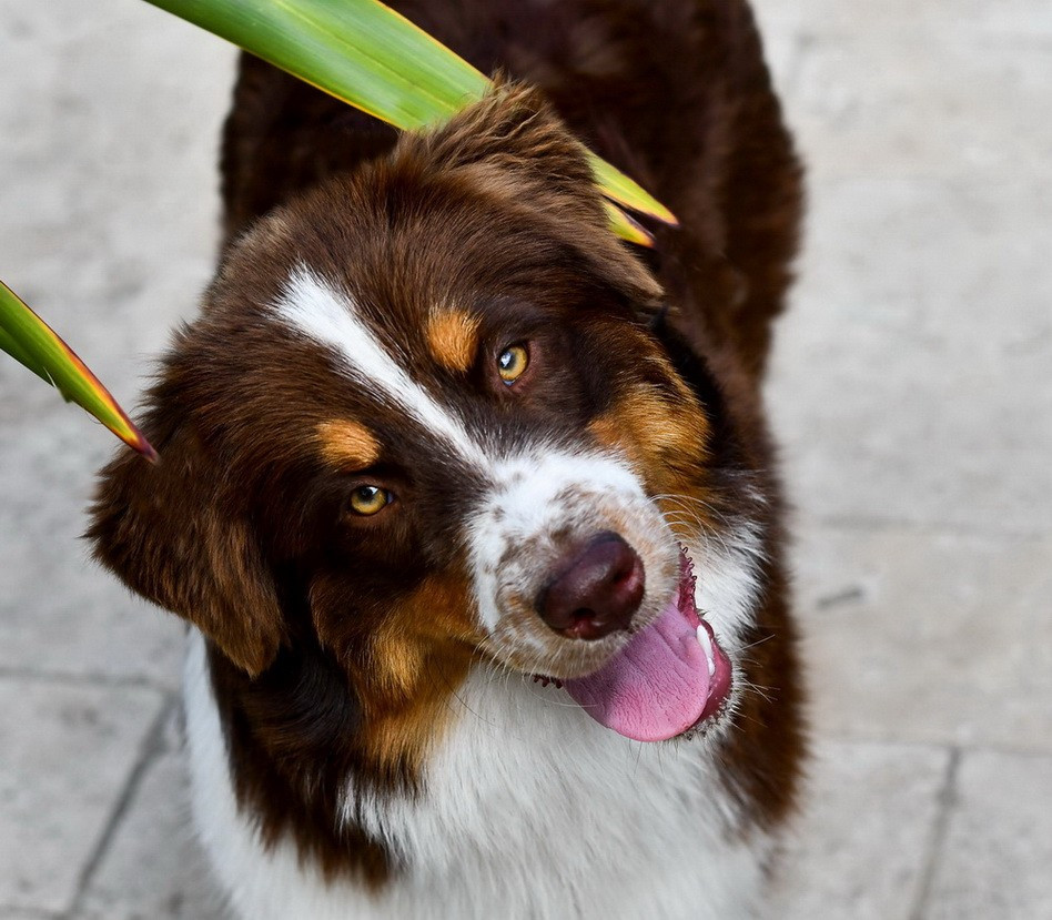 CH. Thais Red Du Paradis Sauvage De Menestruel