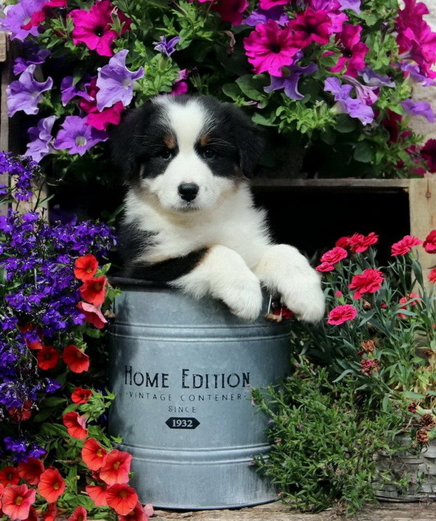 Usa Nebraska Black Du Paradis Sauvage De Menestruel