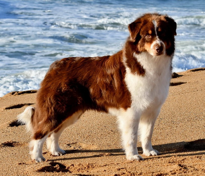 CH. Thais Red Du Paradis Sauvage De Menestruel