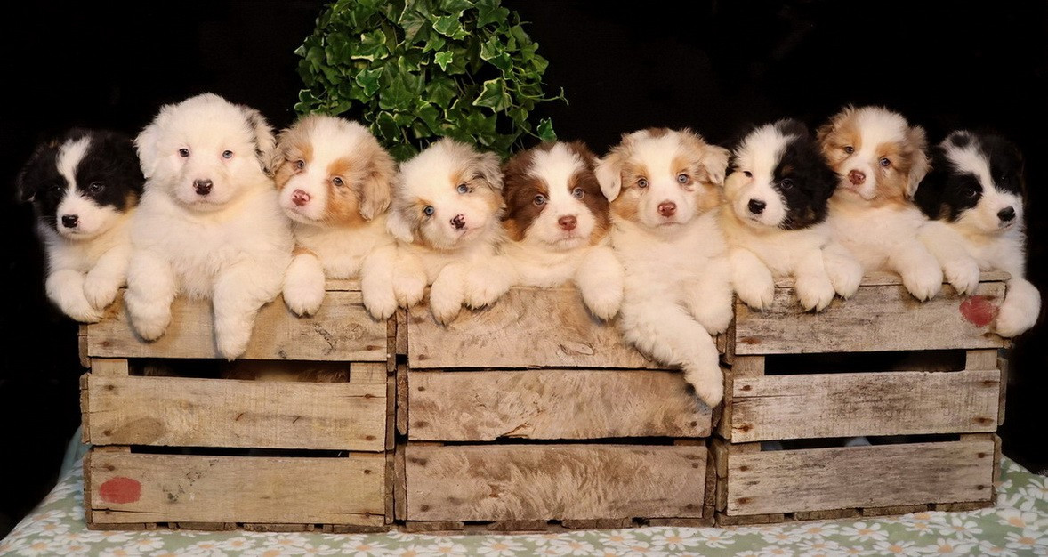 Du Paradis Sauvage De Menestruel - PORTEES A VENIR