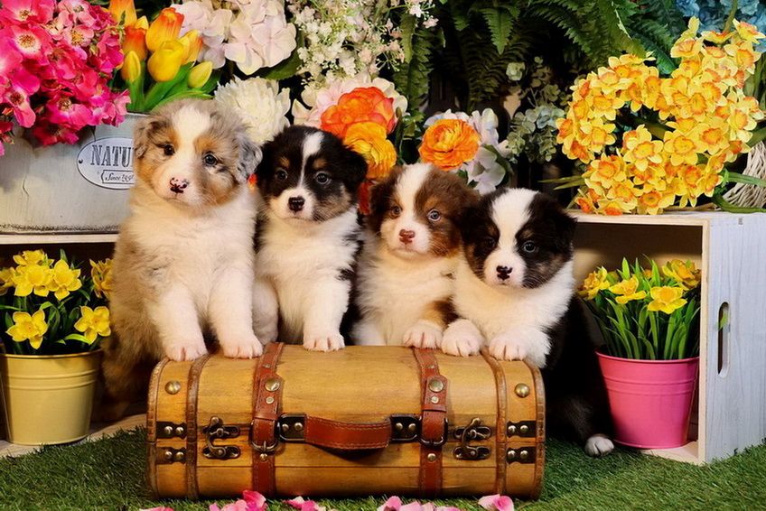 CHIOTS DISPONIBLES
