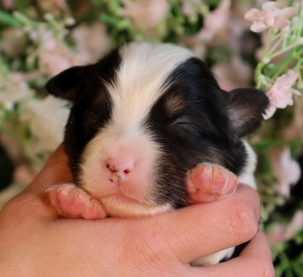 Du Paradis Sauvage De Menestruel - Chiots disponibles - Berger Australien
