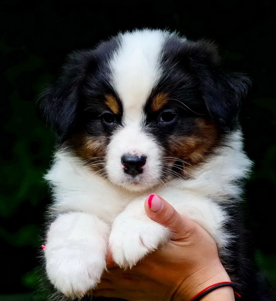 Du Paradis Sauvage De Menestruel - Chiots disponibles - Berger Australien
