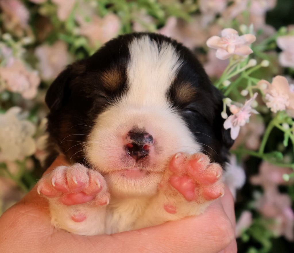 Du Paradis Sauvage De Menestruel - Chiots disponibles - Berger Australien
