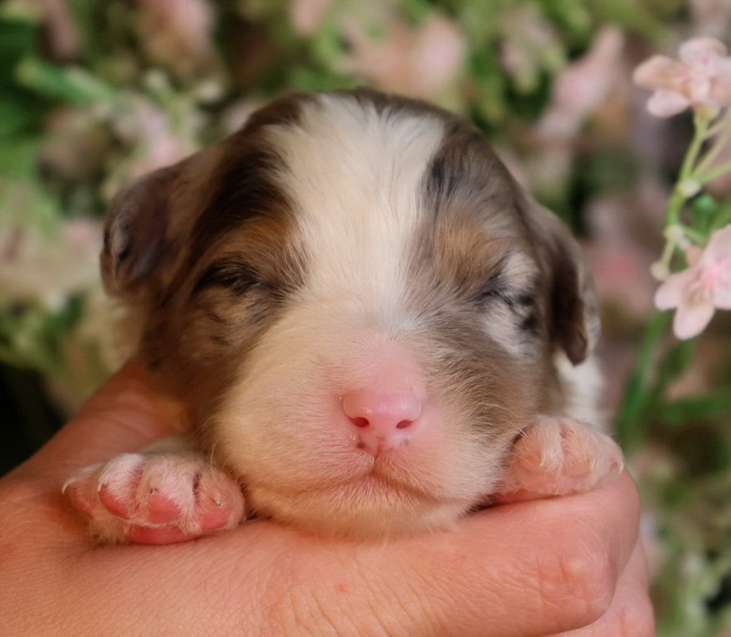 Du Paradis Sauvage De Menestruel - Chiots disponibles - Berger Australien