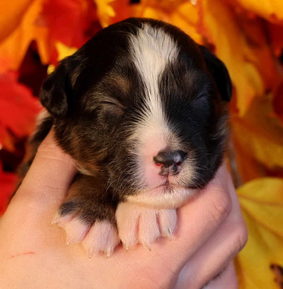 Du Paradis Sauvage De Menestruel - Chiots disponibles - Berger Australien