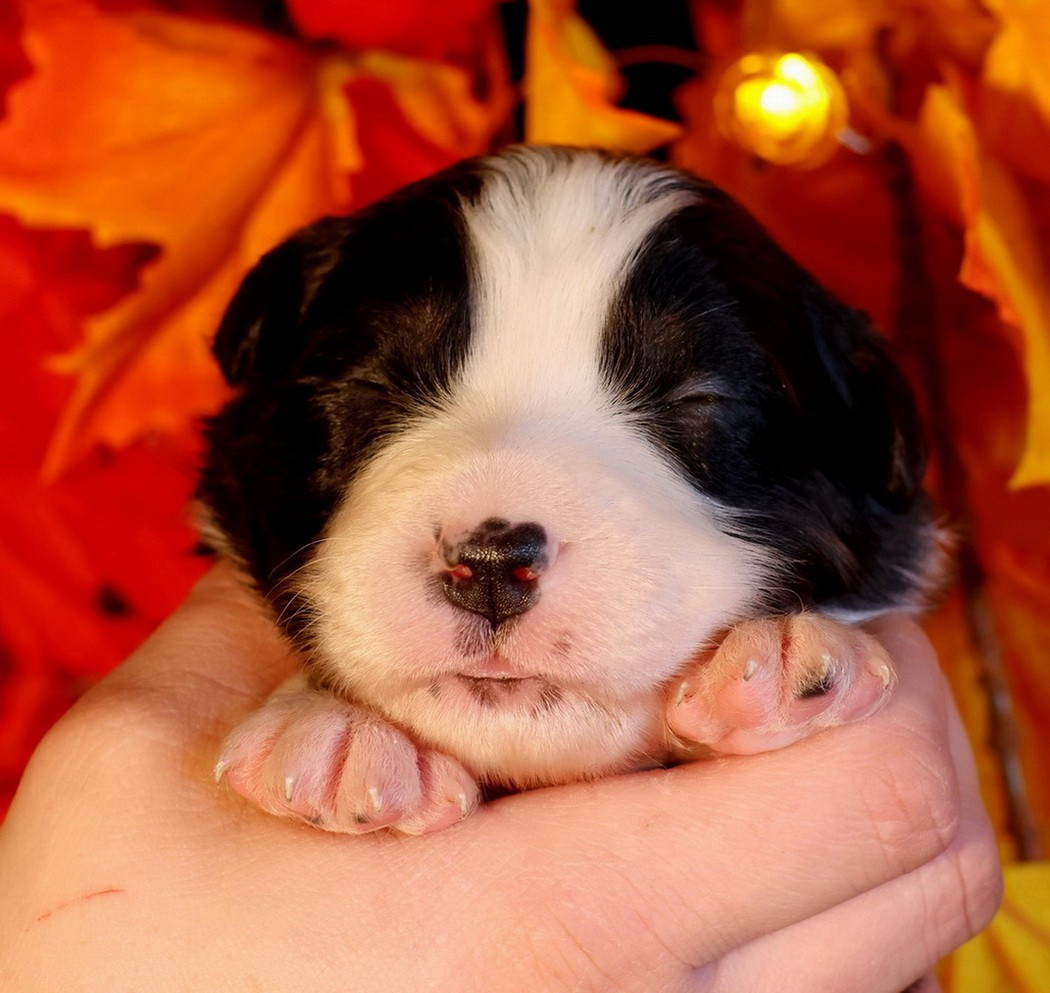 Du Paradis Sauvage De Menestruel - Chiots disponibles - Berger Australien