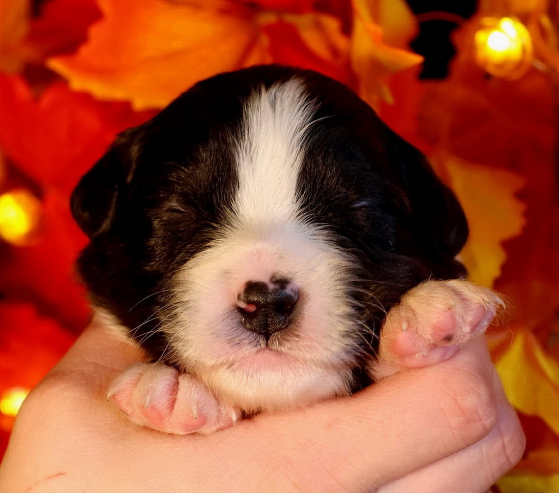 Du Paradis Sauvage De Menestruel - Chiots disponibles - Berger Australien