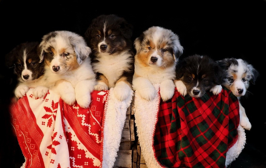 Du Paradis Sauvage De Menestruel - Berger Australien - Portée née le 15/10/2025
