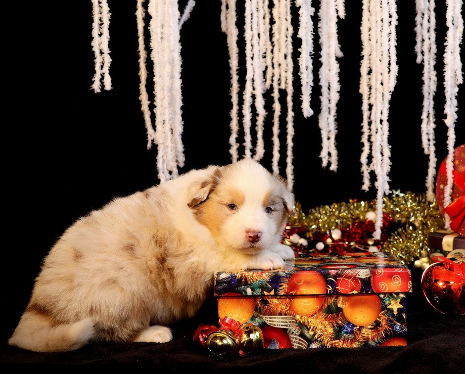 Du Paradis Sauvage De Menestruel - Berger Australien - Portée née le 04/11/2025