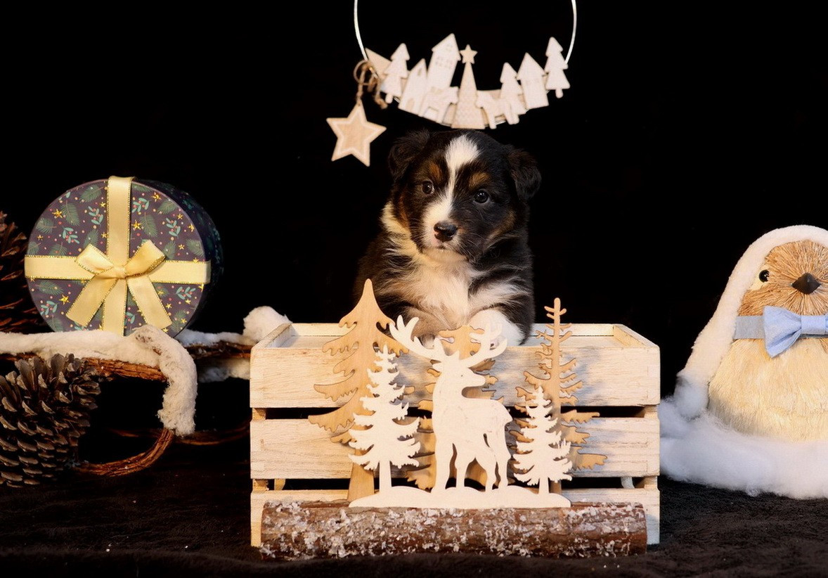 Du Paradis Sauvage De Menestruel - Chiots disponibles - Berger Australien