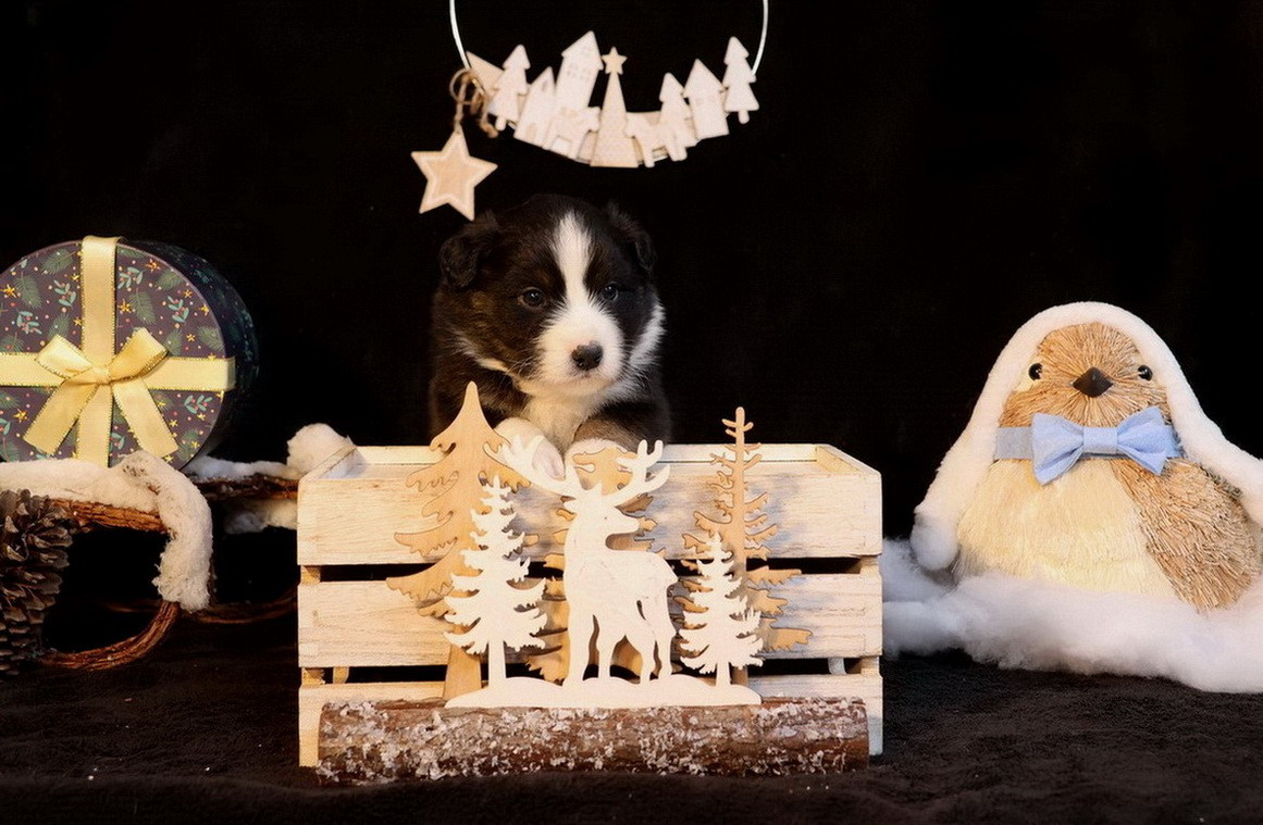 Du Paradis Sauvage De Menestruel - Chiots disponibles - Berger Australien