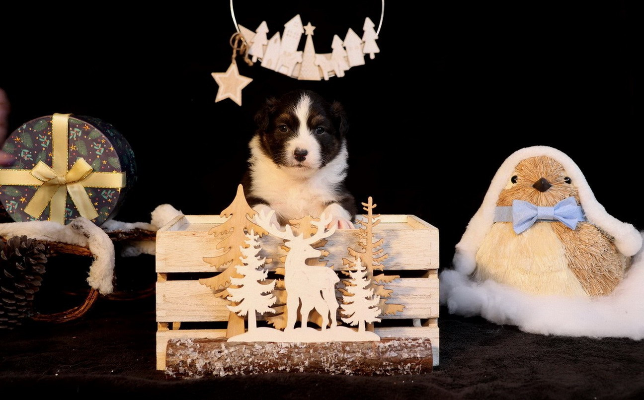 Du Paradis Sauvage De Menestruel - Berger Australien - Portée née le 13/11/2025