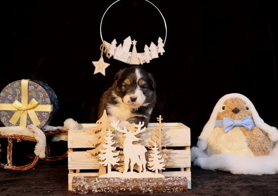 Du Paradis Sauvage De Menestruel - Chiots disponibles - Berger Australien