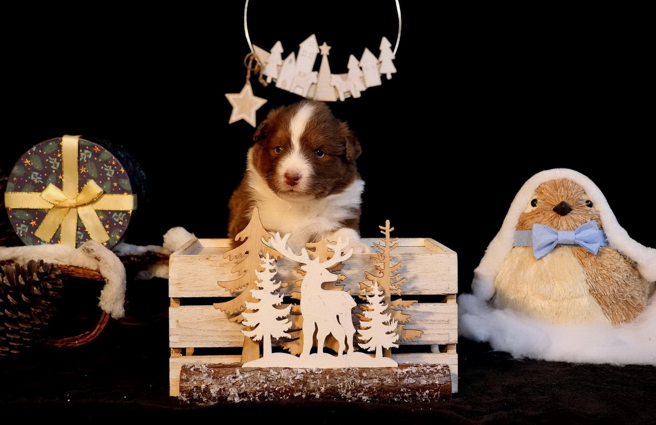 Du Paradis Sauvage De Menestruel - Berger Australien - Portée née le 11/11/2025