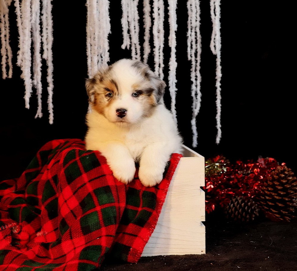 Du Paradis Sauvage De Menestruel - Berger Australien - Portée née le 04/11/2025