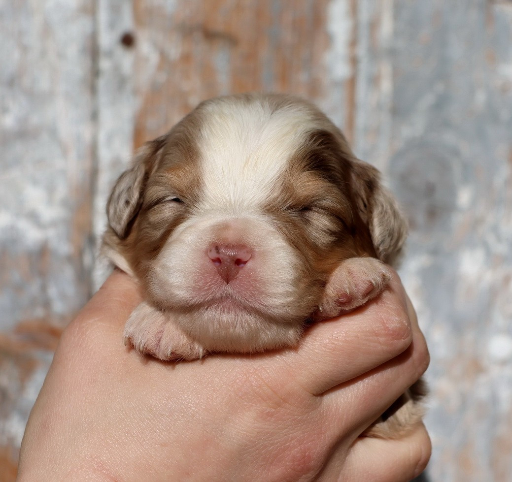 Chiot Berger Australien Du Paradis Sauvage De Menestruel