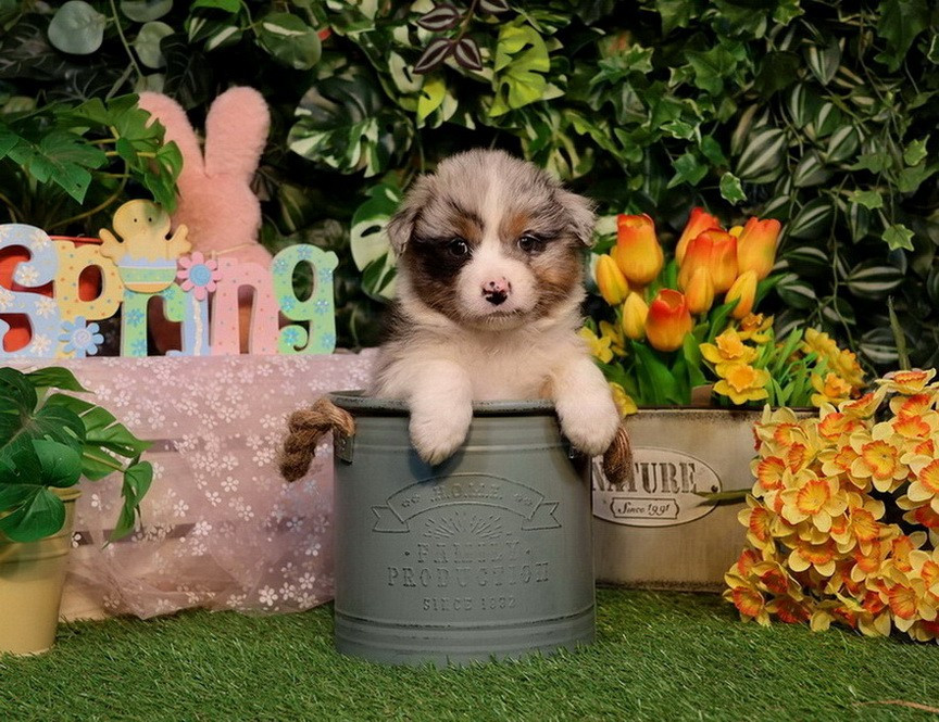 Du Paradis Sauvage De Menestruel - Berger Australien - Portée née le 03/02/2026