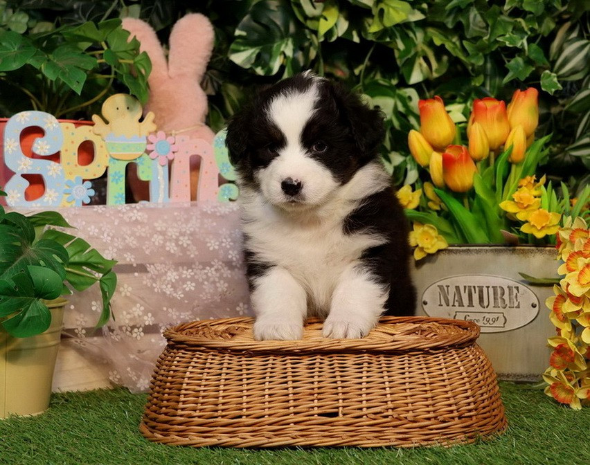 Du Paradis Sauvage De Menestruel - Berger Australien - Portée née le 07/02/2026