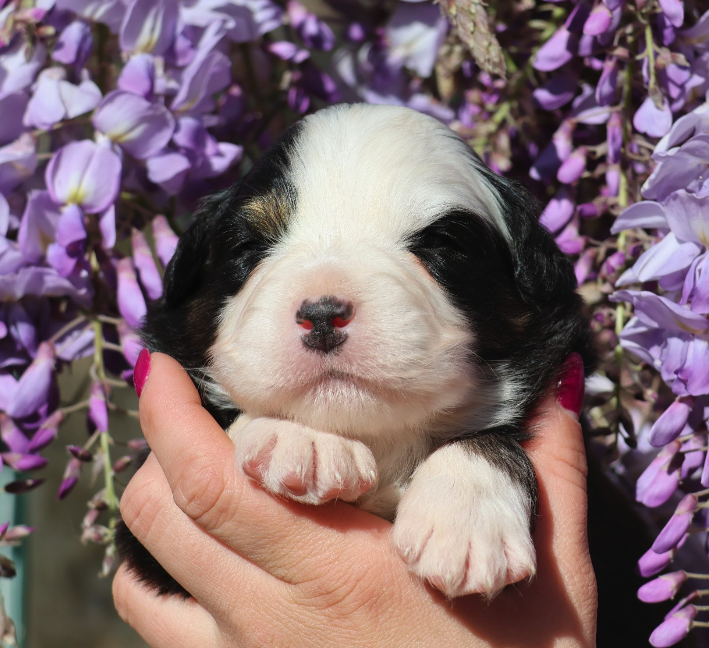 Du Paradis Sauvage De Menestruel - Chiots disponibles - Berger Australien