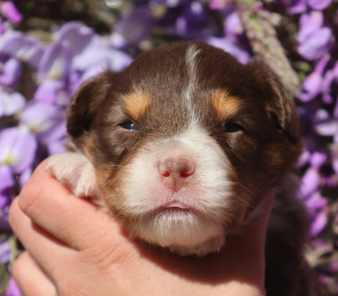 Du Paradis Sauvage De Menestruel - Chiots disponibles - Berger Australien