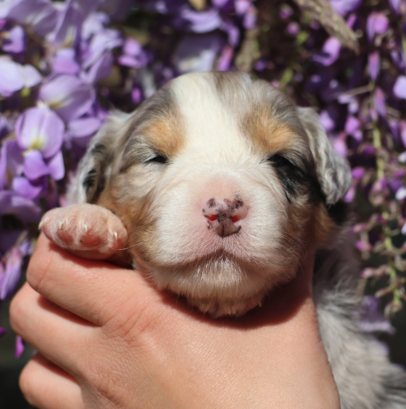 Du Paradis Sauvage De Menestruel - Chiots disponibles - Berger Australien