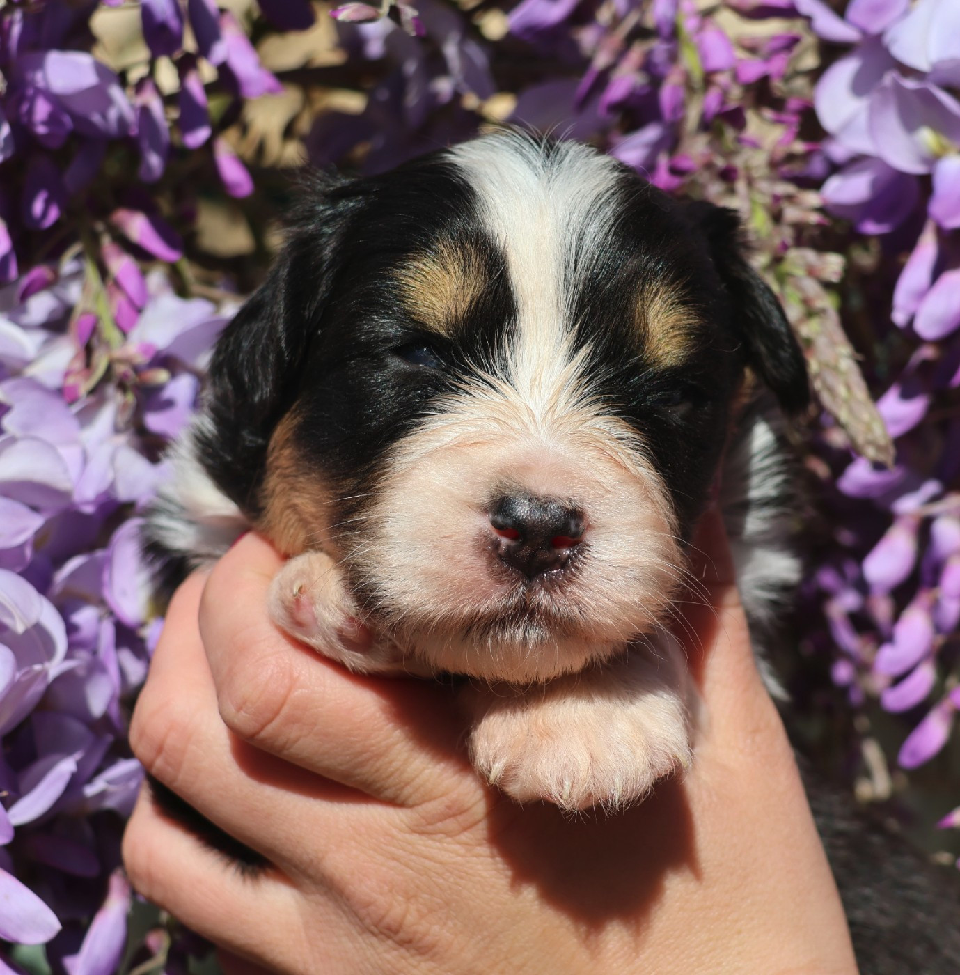 Du Paradis Sauvage De Menestruel - Chiots disponibles - Berger Australien