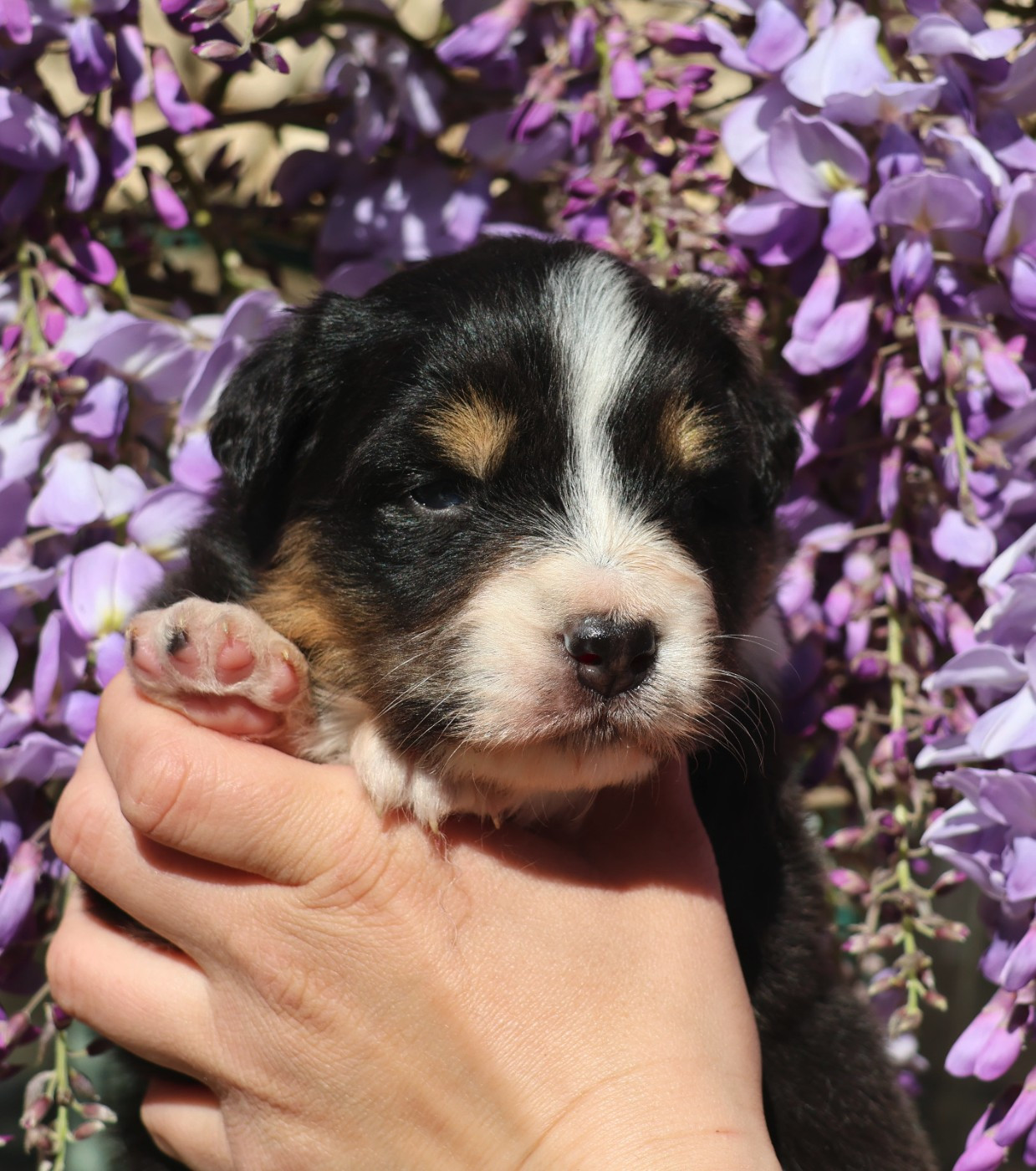 Du Paradis Sauvage De Menestruel - Chiots disponibles - Berger Australien