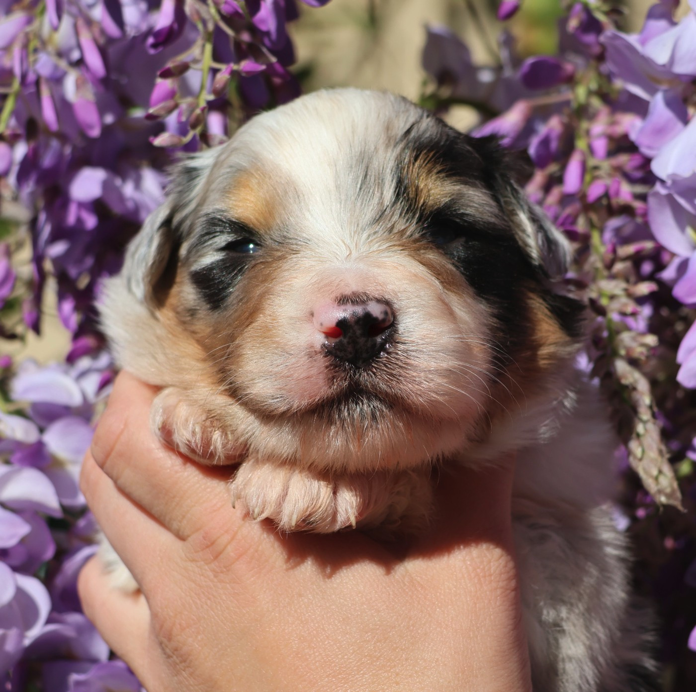 Du Paradis Sauvage De Menestruel - Chiots disponibles - Berger Australien